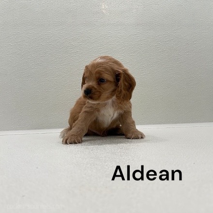 puppy, for, sale, Cocker Spaniel, Joe & Cherri  Overlease, dog, breeder, Miller, MO, dog-breeder, puppy-for-sale, forsale, nearby, find, puppyfind, locator, puppylocator, aca